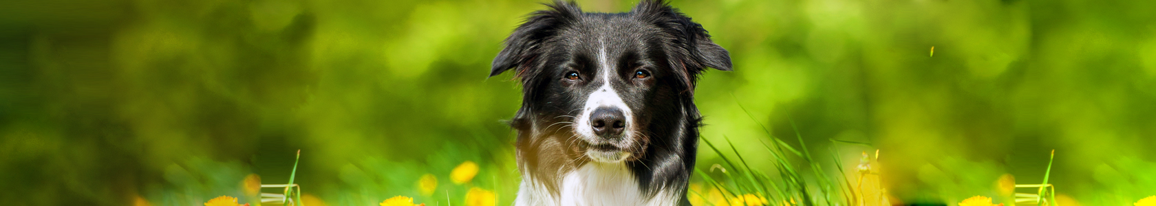 kooijker dog with sunset kooijker dog with sunset