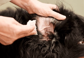 Dog_person cleaning a large dog's ear_indoor_with petowner_advice