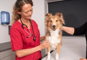 Dog_happy dog at the vet_in clinic_with vet and petowner_advice