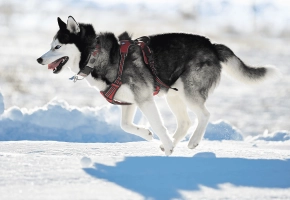 Dog_Husky running in the snow_outdoor_alone_advice
