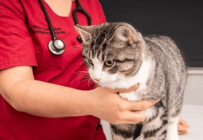 Cat_standing on consultation table_in clinic_with vet_advice