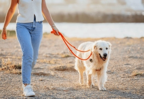 Dog_labrador walking at the beach_outdoor_with petowner_advice