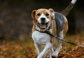 Dog_ running in autumn leaves_outdoor_alone_advice
