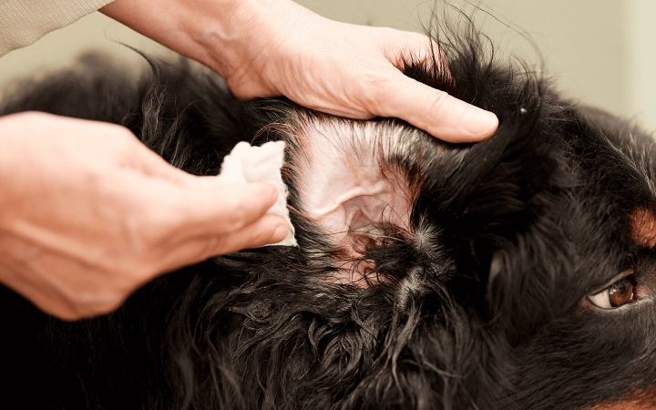 Dog_person cleaning a large dog's ear_indoor_with petowner_advice