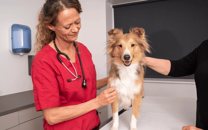 Dog_happy dog at the vet_in clinic_with vet and petowner_advice