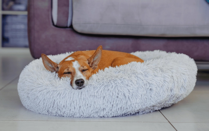 Dog_medium dog sleeping in his bed_indoor_alone_advice