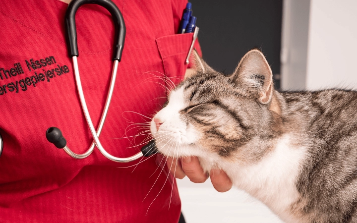 Cat_cuddling with a vet_in clinic_advice