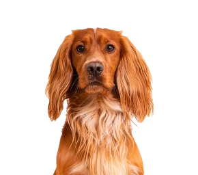 Brown spaniel dog with long floppy ears and wavy chest fur looking forward against a white background.