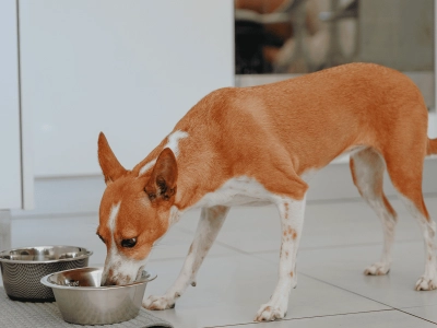 Dog_medium dog eating_indoor_alone_advice