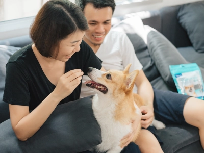 Dog_Veggiedent Fresh_sitting on couch_indoor_with petowners_advice