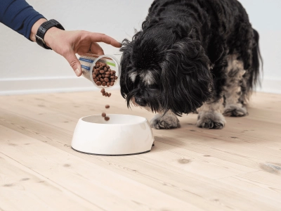 Dog_person pouring kibbles in a bowl while small dog watches_indoor_advice