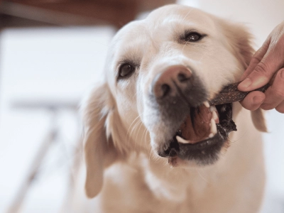 Dog_labrador chewing Veggiedent_indoor_with petowner_advice