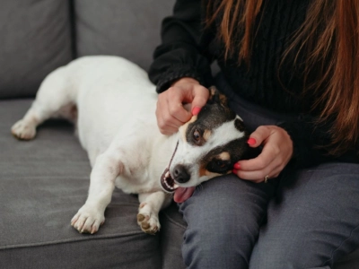 Woman petting a happy Jack Russell Terrier lying on a gray sofa.