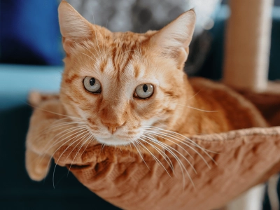 Cat_senior cat looking at the camera, lying in his bed_indoor_alone_advice