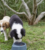 Puppies_one puppy eating and the other one standing_outdoor_alone_advice
