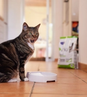 Cat Eating HPM